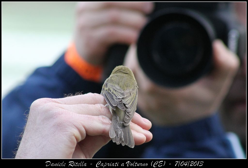 Identificazione uccello 2 (inanellamento in un''oasi)